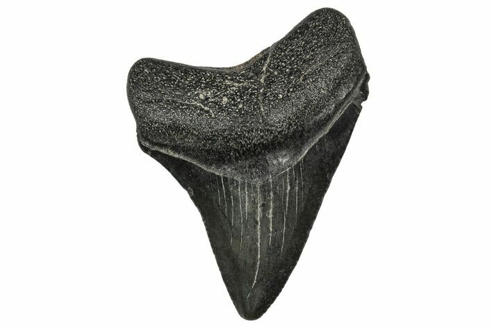 Juvenile Megalodon Tooth - South Carolina #340542